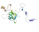 Nuclear Receptor Interacting Protein 1 (NRIP1)