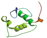 Nuclear Receptor Subfamily 1, Group D, Member 2 (NR1D2)