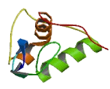 Nuclear Receptor Subfamily 2, Group F, Member 2 (NR2F2)