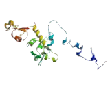 Nuclear Respiratory Factor 1 (NRF1)