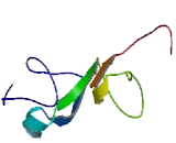 Nuclear Transcription Factor, X-Box Binding Like Protein 1 (NFXL1)