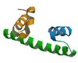 Nuclear Transcription Factor Y Gamma (NFYC)