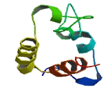 Nuclear Undecaprenyl Pyrophosphate Synthase 1 (NUS1)