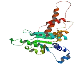 Nuclear Valosin Containing Like Protein (NVL)