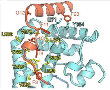 Nucleocapsid Protein, PRRSV (N protein)