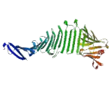 Nucleolar And Coiled Body Phosphoprotein 1 (NOLC1)