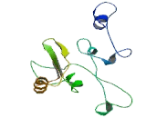 Nucleolar Complex Associated 4 Homolog (NOC4L)