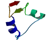 Nucleolar Protein 14 (NOL14)