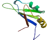 Nucleolin (NCL)