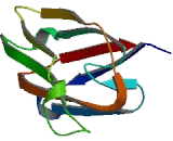 Nucleophosmin 2 (NPM2)