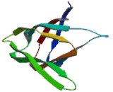 Nucleophosmin 3 (NPM3)