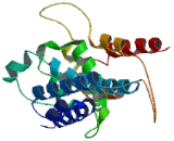 Nucleoporin 133 (NUP133)