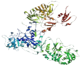 Nucleoporin 188kDa (NUP188)