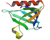 Nucleoporin 50kDa (NUP50)