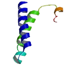 Nucleoporin 62kDa C-Terminal Like Protein (NUP62CL)