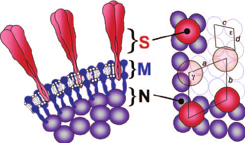 Nucleoprotein, SARS-CoV (NP)