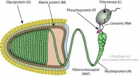 Nucleoprotein, RABV (NP)