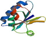 Nucleoredoxin (NXN)