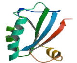 Nucleoredoxin Like Protein 1 (NXNL1)