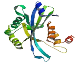 Nucleoside Diphosphate Linked Moiety X-Type Motif 16 (NUDT16)