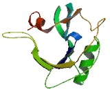 Nucleoside Diphosphate Linked Moiety X-Type Motif 17 (NUDT17)