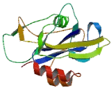 Nucleoside Diphosphate Linked Moiety X-Type Motif 22 (NUDT22)