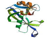 Nucleoside Diphosphate Linked Moiety X-Type Motif 4 (NUDT4)