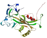 Nucleoside Diphosphate Linked Moiety X-Type Motif 9 (NUDT9)