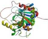 Purine Nucleoside Phosphorylase (PNP)