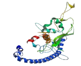 Nucleosome Assembly Protein 1 Like Protein 2 (NAP1L2)