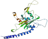 Nucleosome Assembly Protein 1 Like Protein 3 (NAP1L3)