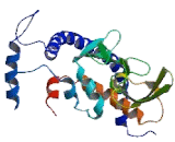 Nucleosome Assembly Protein 1 Like Protein 4 (NAP1L4)