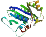 Nucleotide Binding Protein 1 (NUBP1)