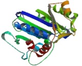 Nucleotide Binding Protein 2 (NUBP2)