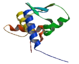 Nucleus Accumbens Associated Protein 2 (NAC2)