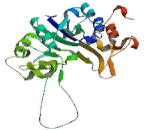 O-Fucosylpeptide-3-Beta-N-Acetylglucosaminyltransferase (RFNG)