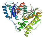 O-Sialoglycoprotein Endopeptidase (OSGEP)