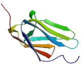 Obscurin Like Protein 1 (OBSL1)