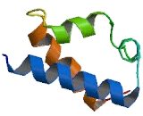 Octamer Binding Transcription Factor 1 (OCT1)