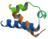 Octamer Binding Transcription Factor 11 (OCT11)