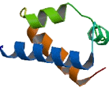 Octamer Binding Transcription Factor 2 (OCT2)