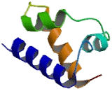 Octamer Binding Transcription Factor 6 (OCT6)