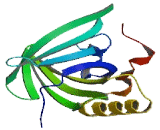 Odorant Binding Protein 1 (OBP1)