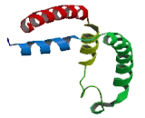 Olfactomedin Like Protein 1 (OLFML1)