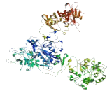 Uromodulin Like Protein 1 (UMODL1)