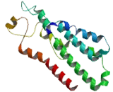 Olfactory Receptor 10A6 (OR10A6)