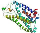 Olfactory Receptor 10C1 (OR10C1)