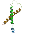 Olfactory Receptor 11L1 (OR11L1)