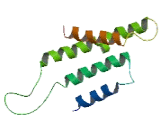 Olfactory Receptor 1D2 (OR1D2)