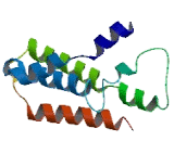 Olfactory Receptor 1D4 (OR1D4)